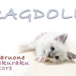 【 ラグドール 】美しいホワイトの被毛にブルーの瞳！ひとり暮らしの方におすすめ！