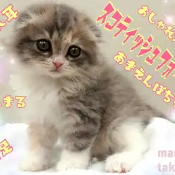 【 スコテッシュフォールド 】折れ耳!丸顔!甘えんぼ!王道の美形スコちゃん登場!