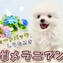 【 ポメラニアン 】クリームカラーのショートバック体型！小さめポメちゃん参上！
