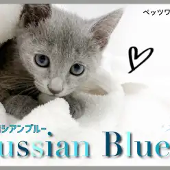 【 ロシアンブルー 】隠れんぼで遊ぶのが大好き！甘えんぼなボイスレスキャット