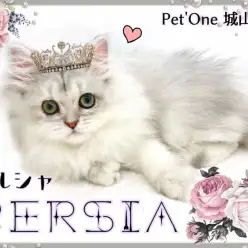 【 ペルシャ 】甘えん坊マイペース女王ペルシャちゃん