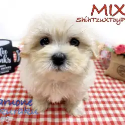 【 MIX 】プードルとシーズーのレア犬種！初めての方にオススメ温和な性格は必見