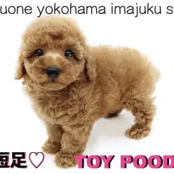 【 トイプードル 】ドワーフ体型の完全2頭身BODY！初心者必見の甘えん坊男子！