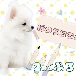 【 ポメラニアン 】小さめショートバックポメ2ndレビュー！6/29最新情報