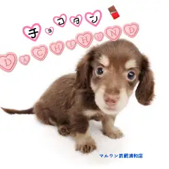 【 ミニチュア・ダックスフント 】チョコタンカラー！小さめダックスくんの秘密！