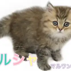 【 ペルシャ 】気品溢れる長毛猫！おっとりな性格はトップクラスの飼いやすさです！