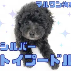 【 トイ・プードル 】これぞマルワンプレミアム！シルバーカラーの超美形男子！