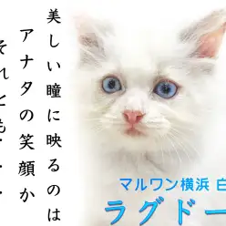 【 ラグドール 】青い瞳の大型猫！甘えん坊な性格やスキンシップで大切な事をご紹介