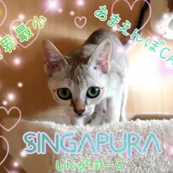 【 シンガプーラ 】生後4か月半でたったの1.5kg!モデル体型の世界最小ネコ!