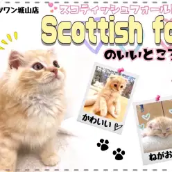 【 スコティッシュフォールド 】城山店の素敵な垂れ耳猫
