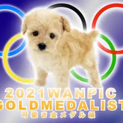 【 トイプードル 】超プレミアムのティーカップサイズ！可愛さ金メダル級！