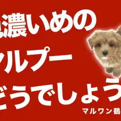 【 MIX 】濃いめのカラーリングを探している方必見のマルプー登場！