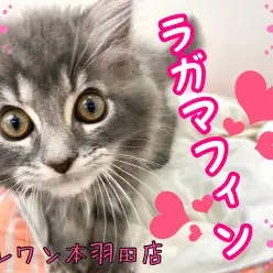 【 ラガマフィン 】ミュージカルメイクをしたような美顔ラガマフィンが登場！！