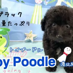 【 トイ・プードル 】エレガントなブラックプードル！小さな可愛い男の子！