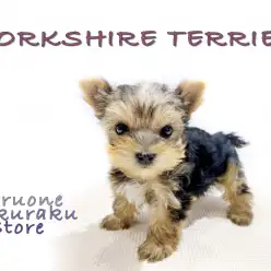 【 ヨークシャーテリア 】人気のドワーフ体型＆小さめ！生後55日で体重540g
