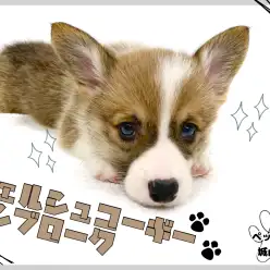 【 ウェルシュコーギーペンブローク 】プリっと可愛い桃尻のマイペースコーギー