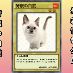 【 ラグドール 】ヌイグルミの可愛さと優雅さを持つ青眼の白猫!6/25最新情報!