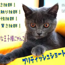 【 ブリティッシュショートヘア 】社会性抜群！誰とでも穏やかに過ごせる天才です！