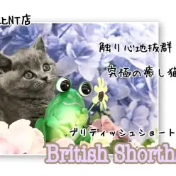 【 ブリティッシュショートヘア  】触り心地抜群！まん丸のお顔とボディの女の子