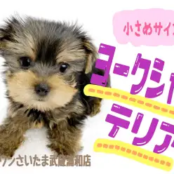【 ヨークシャーテリア 】魅力満載！室内で飼いやすい小さめサイズの女の子！