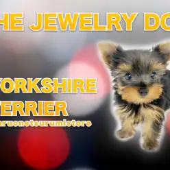 【 ヨークシャーテリア 】その姿は動く宝石！驚異のルックスの美少女♡