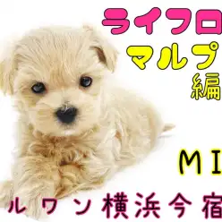 【 MIX 】ライフログ〜最新情報をお届け！トイプードル×マルチーズの女の子編