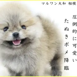 【 ポメラニアン 】小さめサイズ、毛量抜群マズル短め！史上最高レベルのたぬきポメ