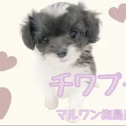 【 MIX・チワプー 】牛柄カラー？珍しい毛色のMIX犬チワプー！