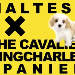 【 MIX 】エレガントでエアリー感たっぷりなキラキラ笑顔のキャバチーズちゃん!