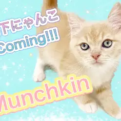 【 マンチカン 】純白の靴下がチャームポイント！スタイル抜群の美形にゃんこ！