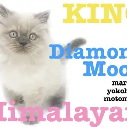 【 ヒマラヤン 】ご家族、多頭飼いユーザー必見！王様と月のダイヤモンドの融合！