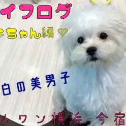 【 MIX 】ライフログVOL3〜最新情報をお届け！〜トイプードル×ペキニーズ編