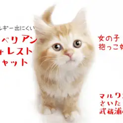 【 サイベリアン 】甘え上手な性格の女の子!抱っこが好きな子猫ちゃん!