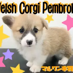 【 ウェルシュコーギー 】胴長短足ボディに温和な性格は必見！癒しのコーギーライフ