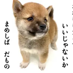 【 豆柴 】特に中高年男性は必見！血統書認定済豆柴犬がやって来た！！