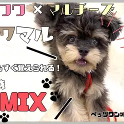【 MIX 】とってもいい子で頑張り屋な天才MIX犬