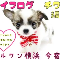 【 チワワ 】ライフログ〜最新情報をお届け!プレミアムチワワ編〜