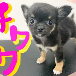 【 チワワ 】小さめ！童顔！いつまでも子犬フェイスの激かわ天使が新登場！