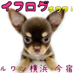 【 チワワ 】ライフログVOL2〜最新情報をお届け!〜チョコタンチワワ生後85日編