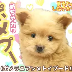 【 ポメプー 】究極のぬいぐるMIX！！癒しのこぐま系ポメプー君がやってきた！