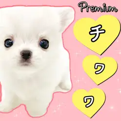 【 チワワ 】手乗りマイクロサイズのホワイトチワワ!6/21最新情報をお届け!!