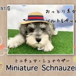 【 ミニチュア・シュナウザー 】むっちり感全開！ソルト&ペッパーおっとり系女子！