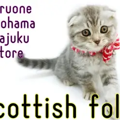 【 スコティッシュフォールド 】垂れ耳の丸顔ニャンコ!初心者必見の甘えん坊女子!