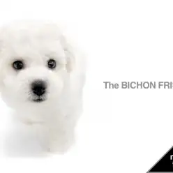 【 ビションフリーゼ 】一か月でver.2へと進化した「純白の天使」をご覧あれ！