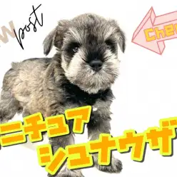 【 ミニチュアシュナウザー 】大人気ソルト&ペッパー！超マイペースシュナちゃん
