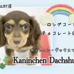 【 カニンヘンダックス 】大きな瞳とお耳、守ってあげたい系短足イケメン男子!