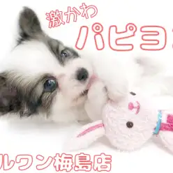 【 パピヨン 】おっとりな性格の子犬紹介！癒しを求めている方は注目です！