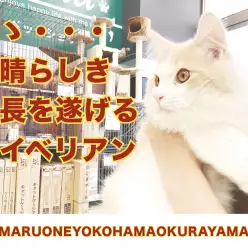 【 サイベリアン 】超絶イケメン！わんこと仲良くできる秀逸にゃんこ！