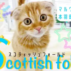 【 スコティッシュフォールド 】激かわ垂れ耳!人懐っこさ抜群の癒しの天使登場!