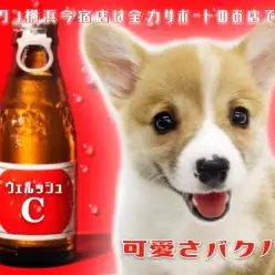 【 コーギー 】桃尻で短足が魅力！レッド＆ホワイトのウェルッシュCな女の子！